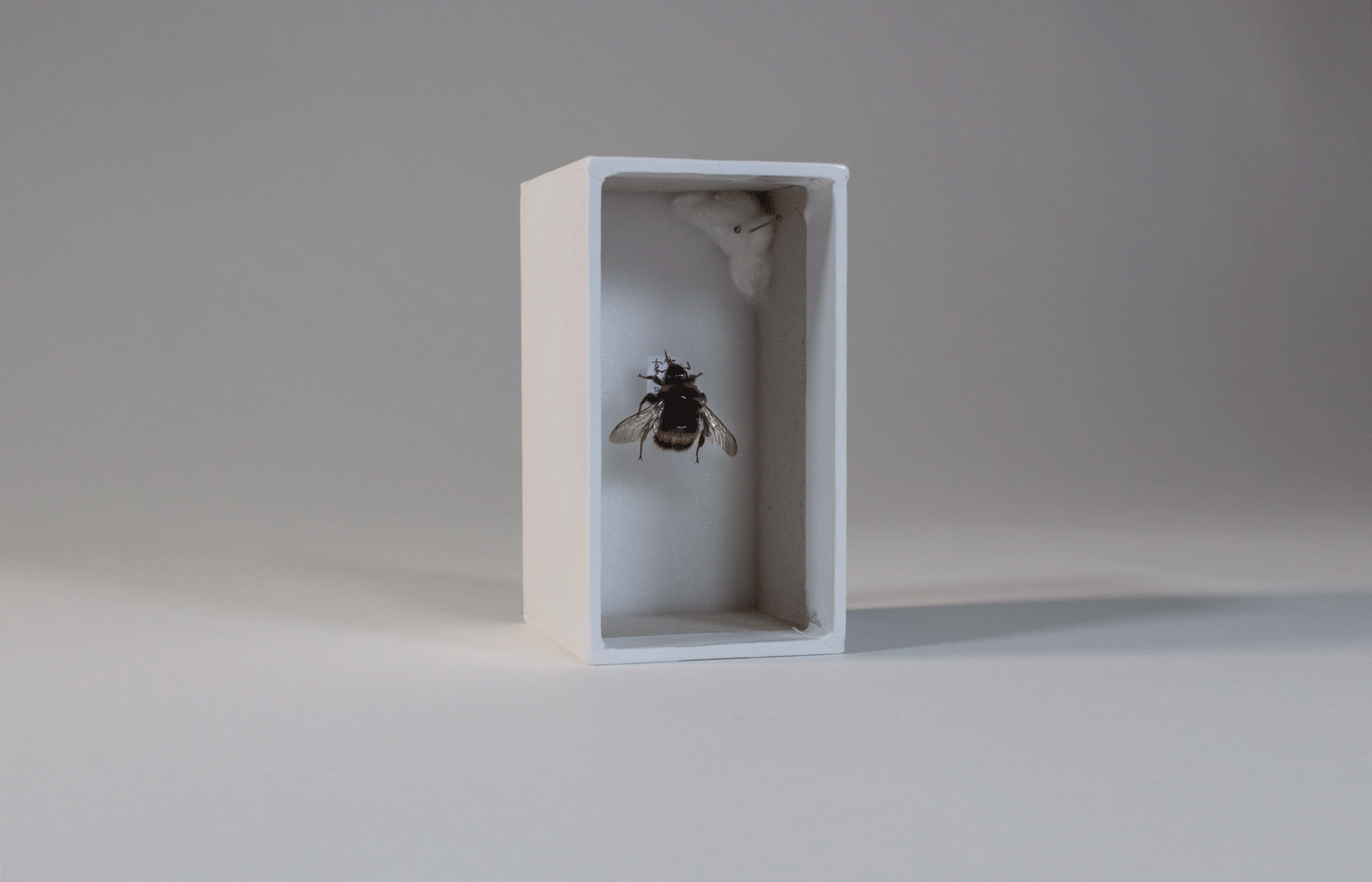 2. Bee by Hannah Stevenson