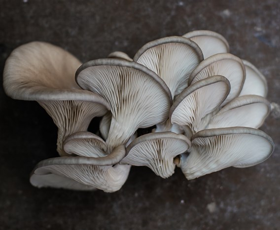 A cluster of silvery-white mushrooms grow out of an earthy surface.