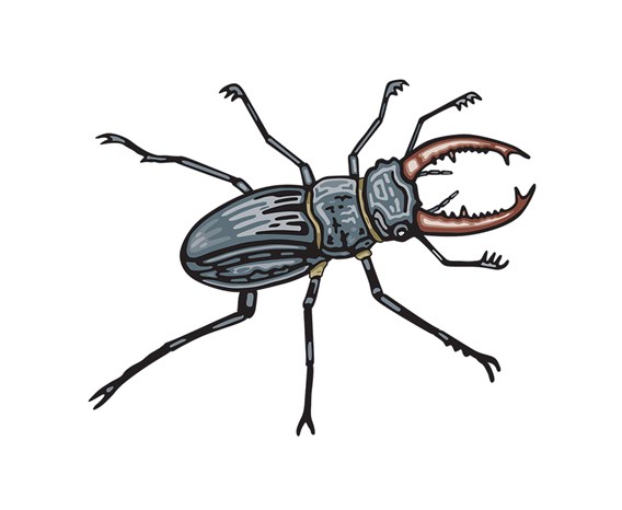 Stag Beetle Illustrationed