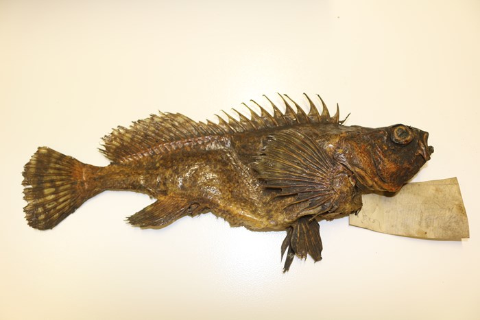 Dried fish specimen