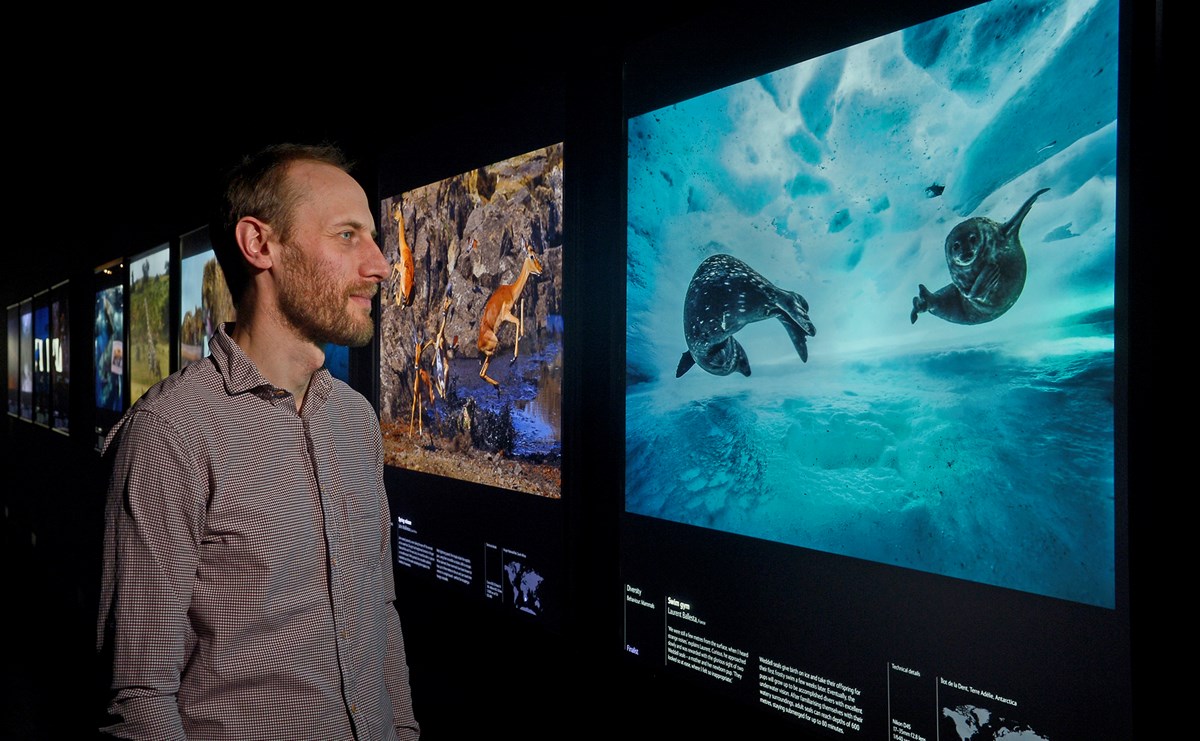 Visitor looks at a backlit image of seals in a dark gallery