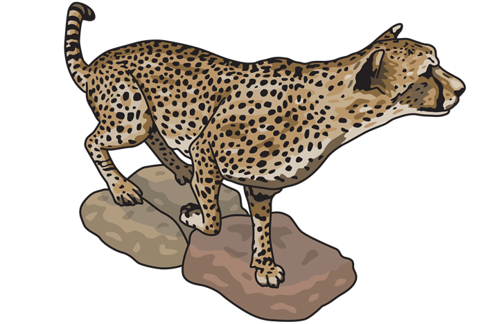 Illustration of a cheetah standing on rocks