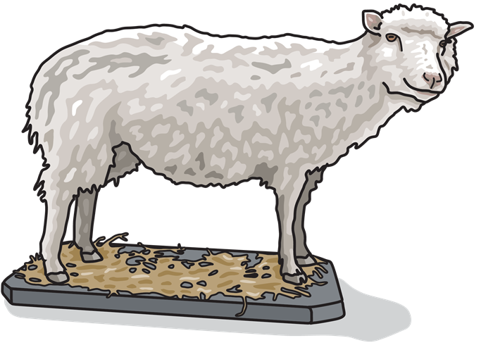 Illustration of a sheep