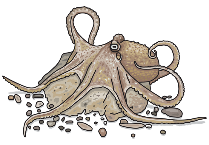 Illustration of an octopus sprawled on a rock