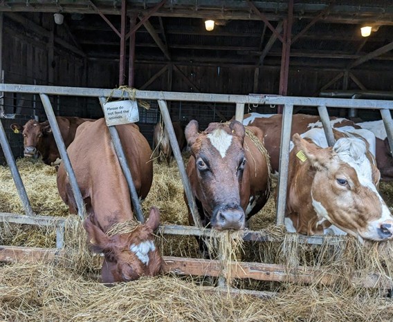 Three cows in a pen eating hay.