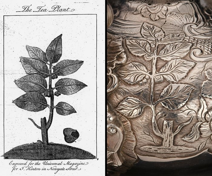 Two images side by side separated by a black line. On left is an old illustration of a tea plant, its broad leaves extending out from a branch emerging from a small mound of earth. On right is a closeup of a silver vessel engraved with a tea plant almost identical to the one on the left.