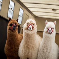 Three Alpacas © Ruth Armstrong