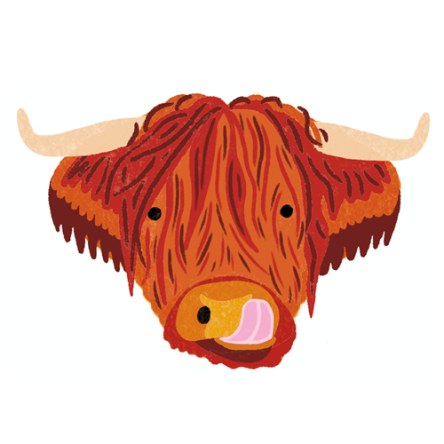 An illustration of a Highland Cow's head as it licks its nose.