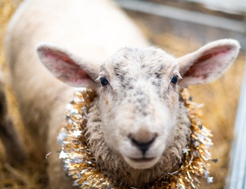 Close up of a sheep looking at the camera wearing a tinsel garland around its neck.