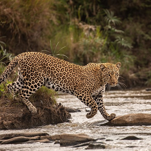 The catwalk by Shashwat Harish, Kenya, Highly commended, 11-14 Years, Wildlife Photographer of the Year