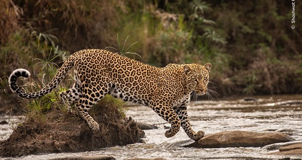 A moment of eye contact with a leopard as it curls its tail, while striding over water.