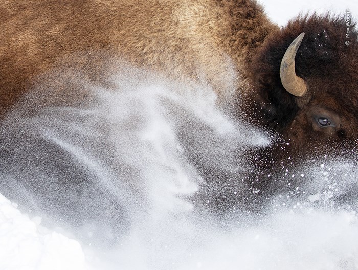 An American bison (Bison bison) dashes through deep snow in Yellowstone National Park (Wyoming, USA).