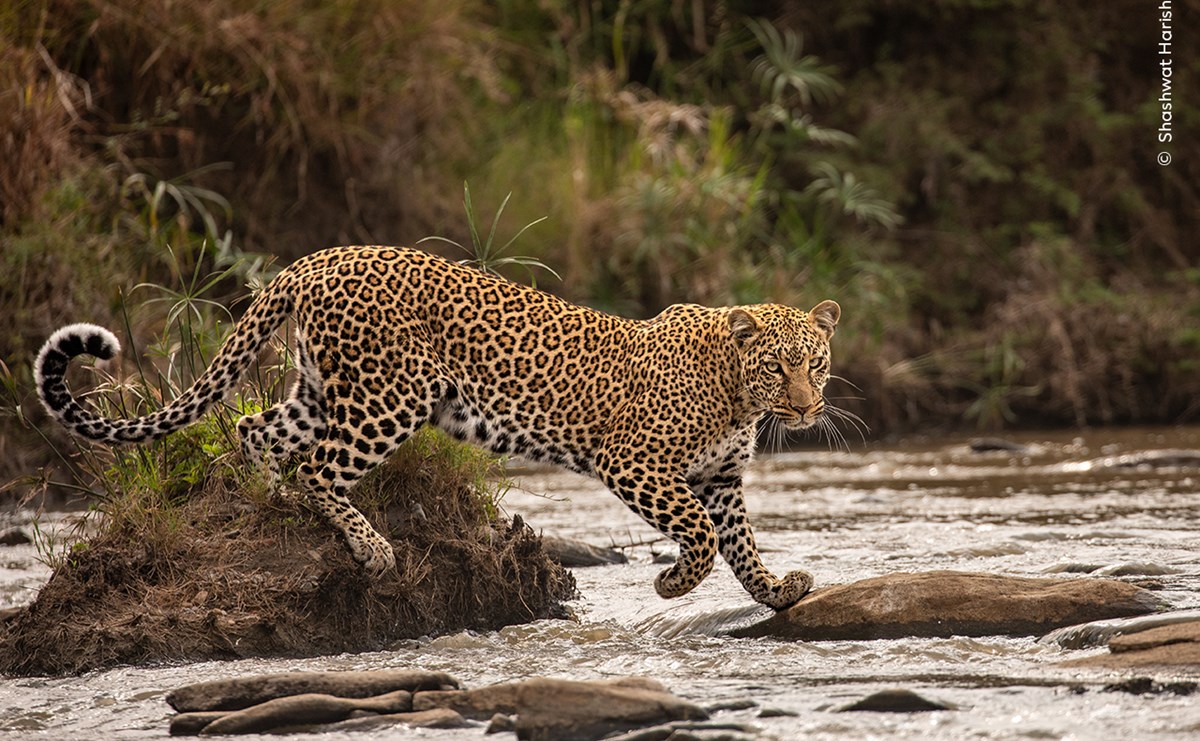 © Shashwat Harish, Wildlife Photographer Of The Year