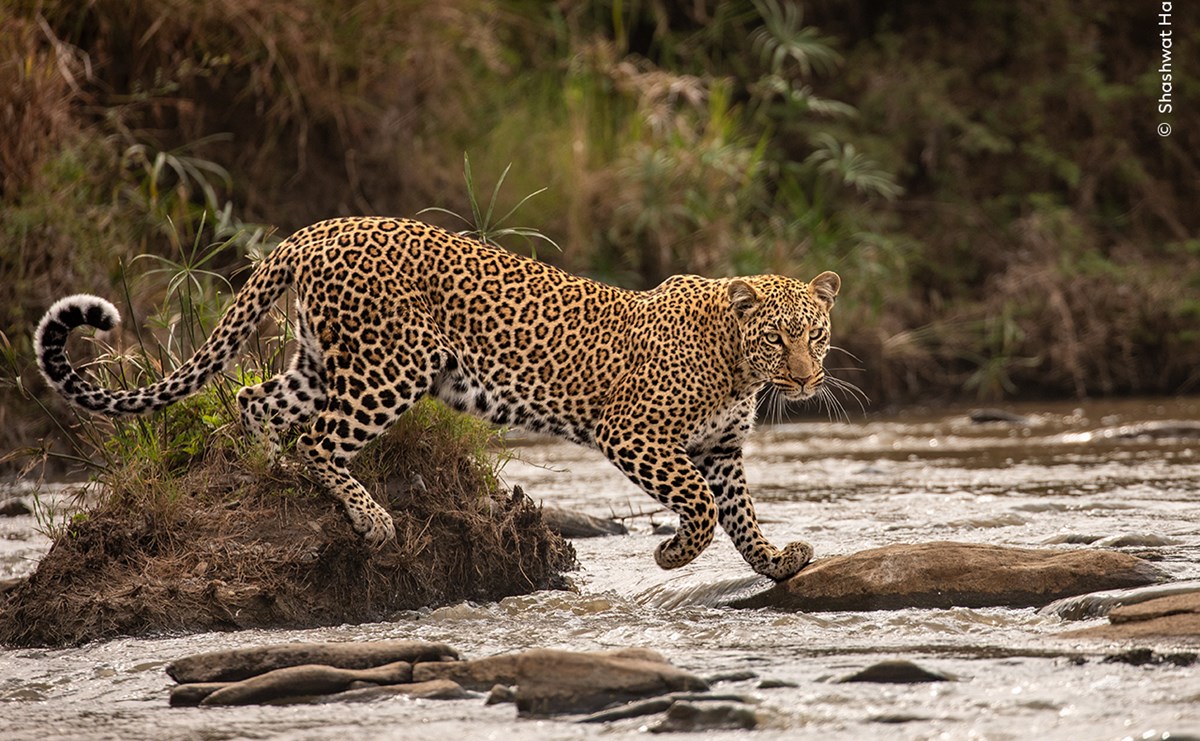 A leopard walking across a river.