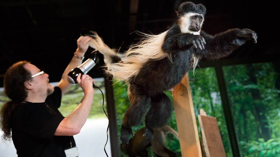 A person holds a device similar to a hair dyer up to a specimen of a monkey as it leaps through the air.