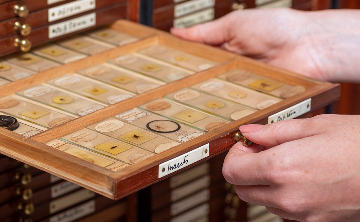 Hand opens a drawer of slide mounted insects.