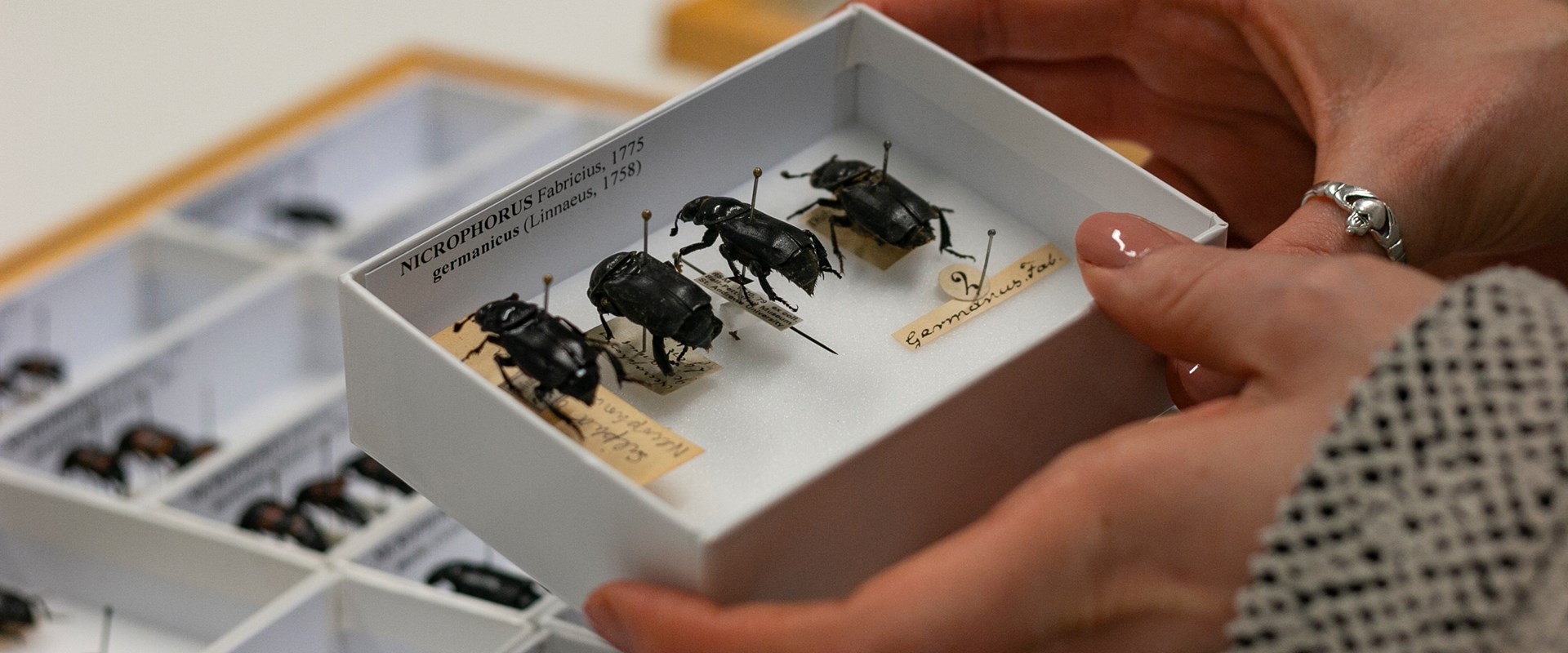 Hand holds a small box of beetles.