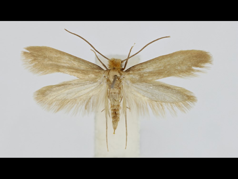 A specimen of a large winged moth lies flat.