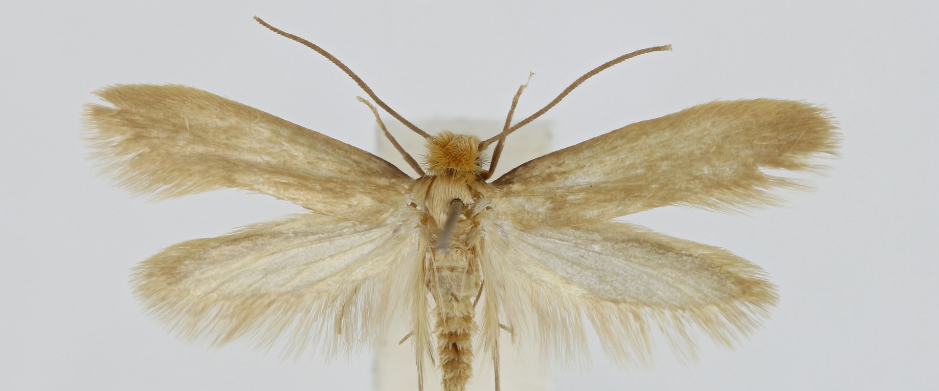 A specimen of a large winged moth lies flat.