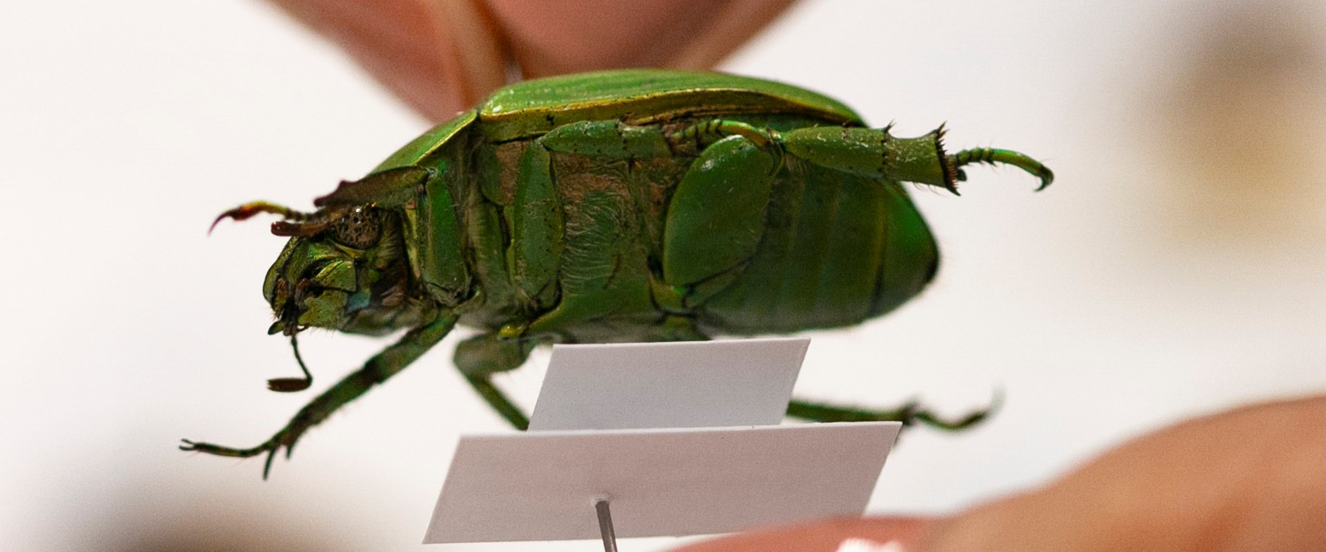 Fingers hold a pin which sits through a green beetle.