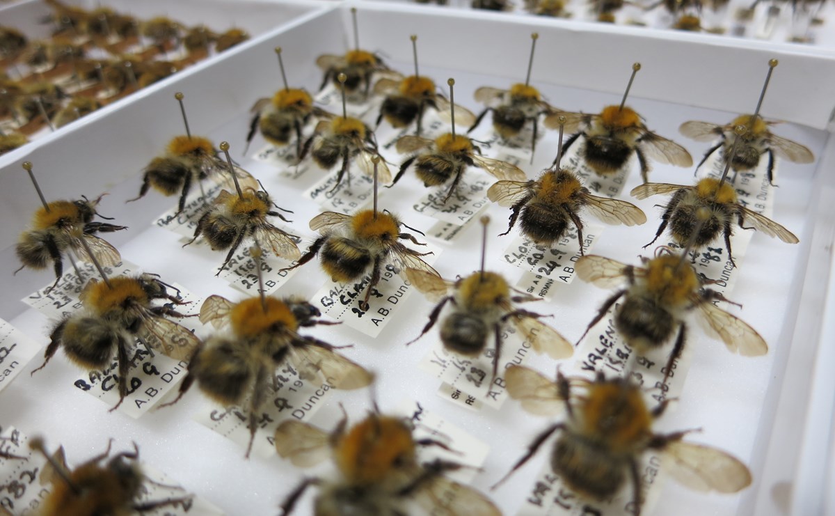 A tray of bumblebee specimens mounted in a white drawer.