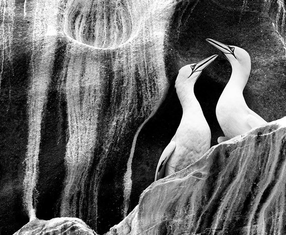 A black and white image of two white birds on a rock.