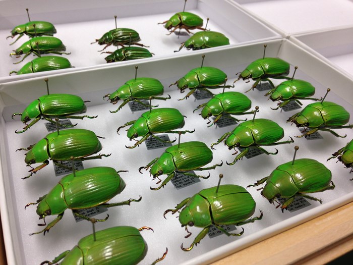 A tray of sixteen direct pinned scarab beetles.