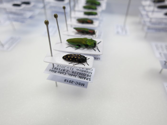 Carded Jewel beetle specimens  in a tray.