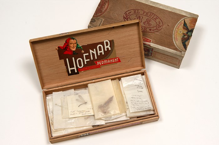A wooden cigar box with open lid holds papered specimens.