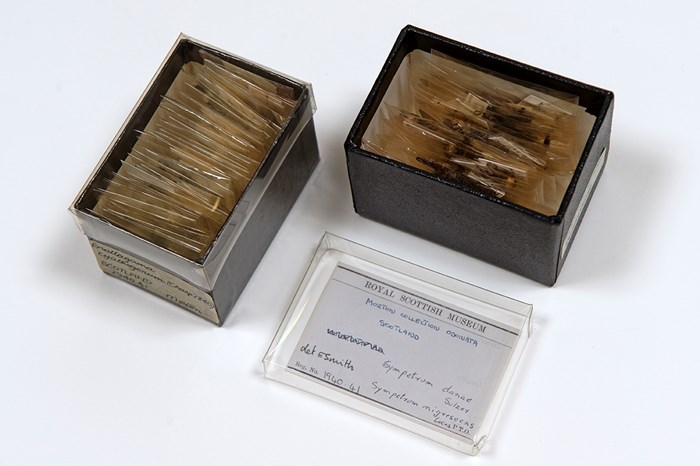 Odontata specimens flat on paper.