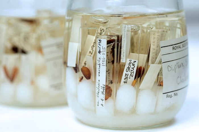 A jar of specimens with a white lid.