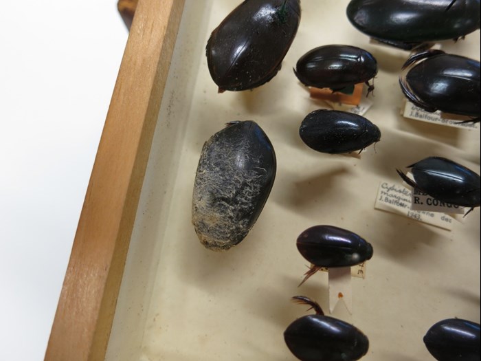 A beetle specimen within a tray of beetle specimens is covered in white mould.