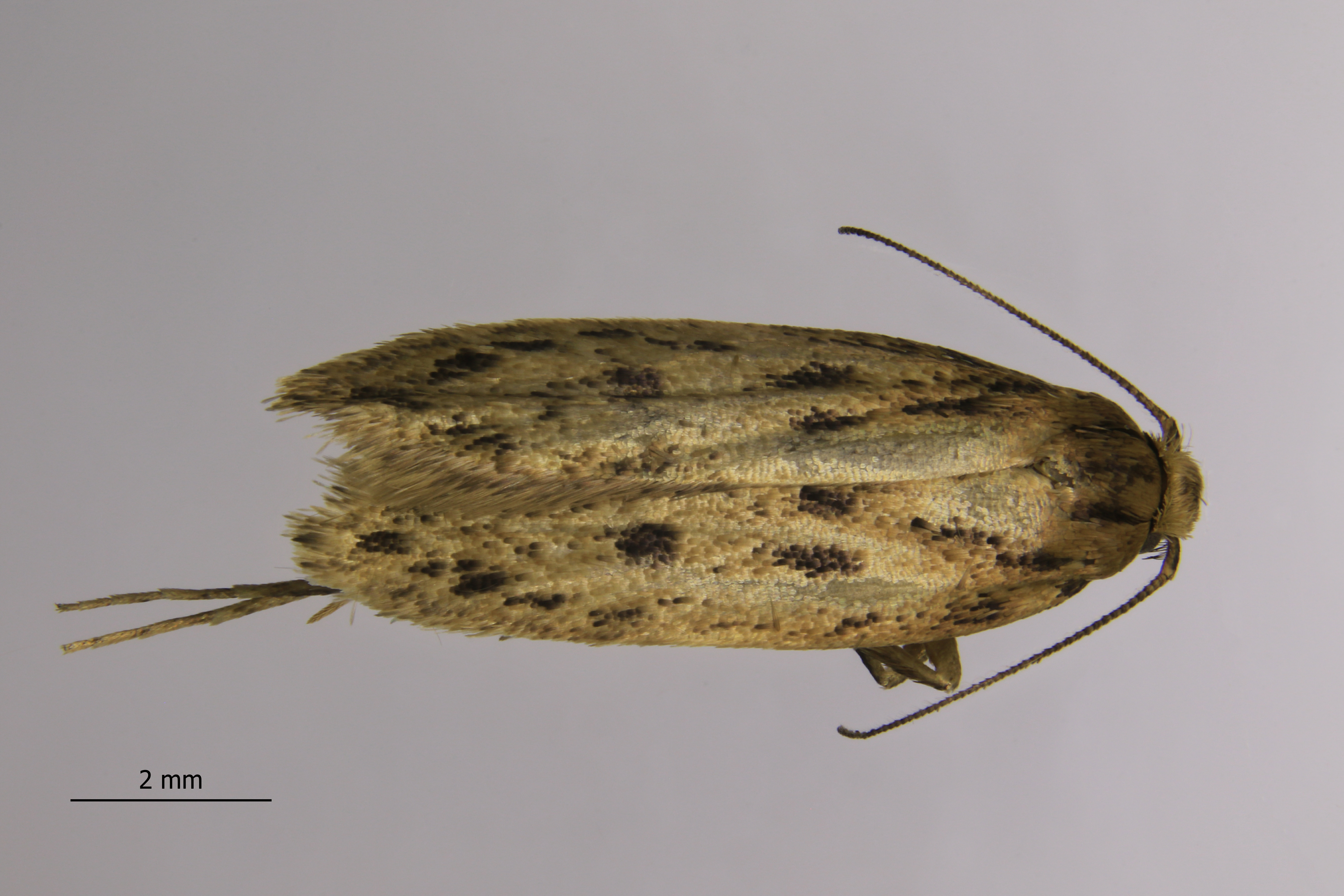Specimen of a Brown House moth