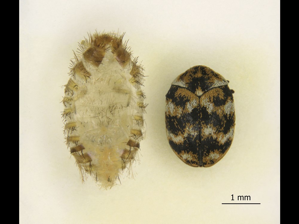 A cast skin and adult beetle of the Varied carpet beetle