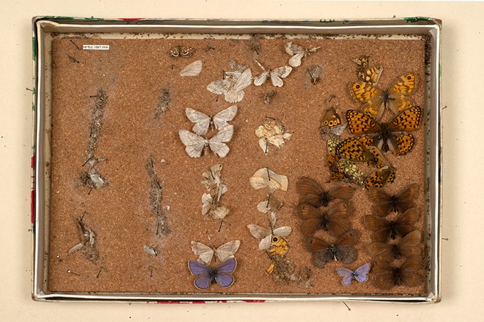 Tray of butterflies damaged by moths.