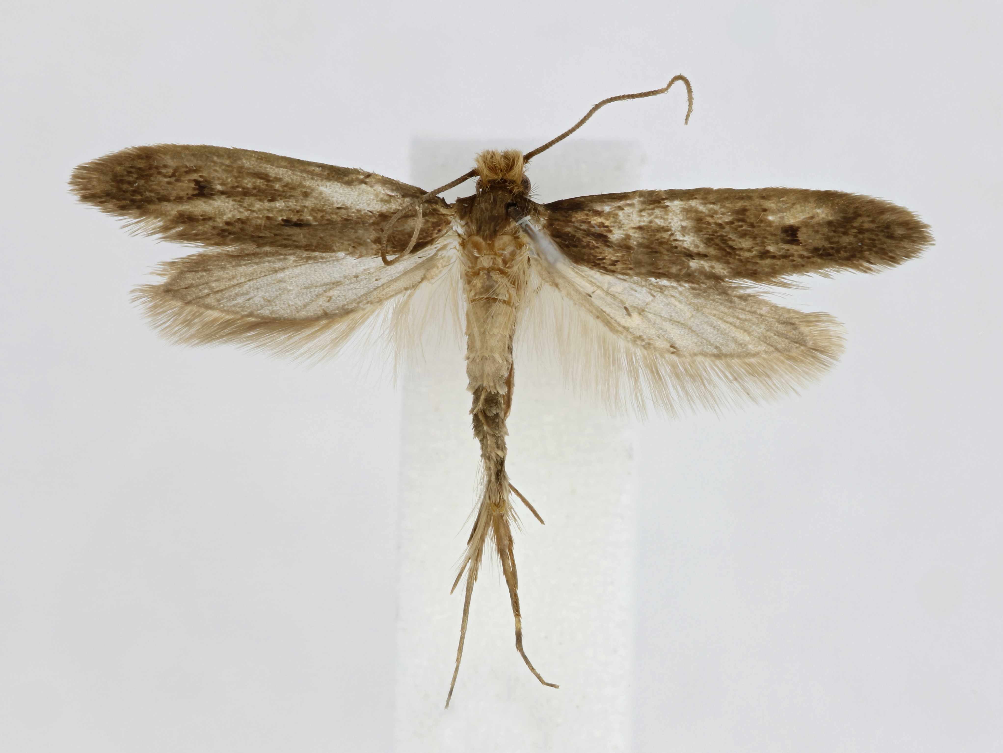 Specimen example of a Webbing clothes moth