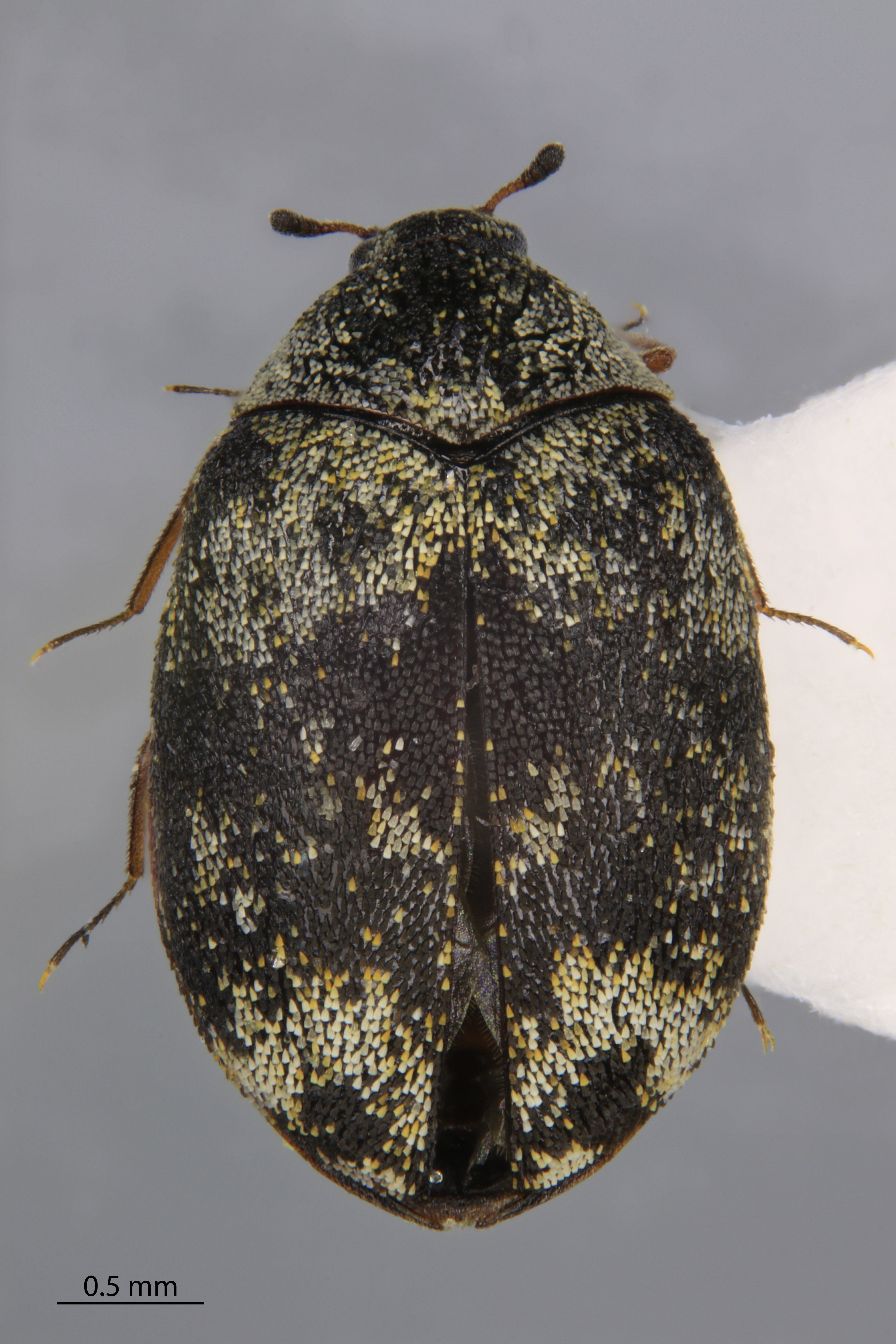 Specimen of a Guernsey Carpet Beetle