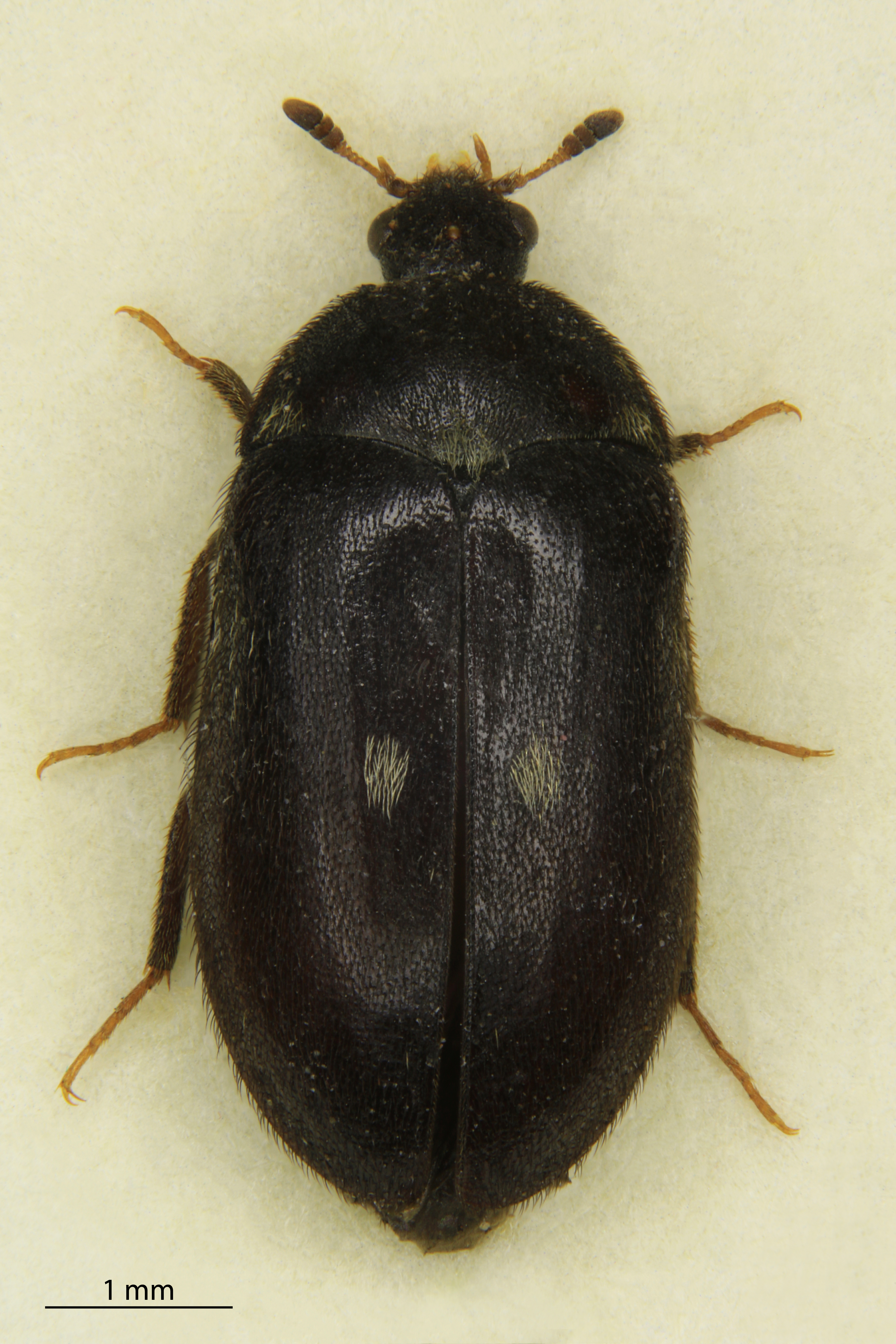 Specimen of a Two-spot carpet beetle