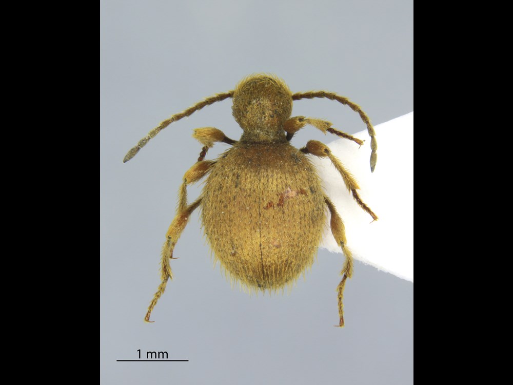Specimen example of a Golden spider beetle
