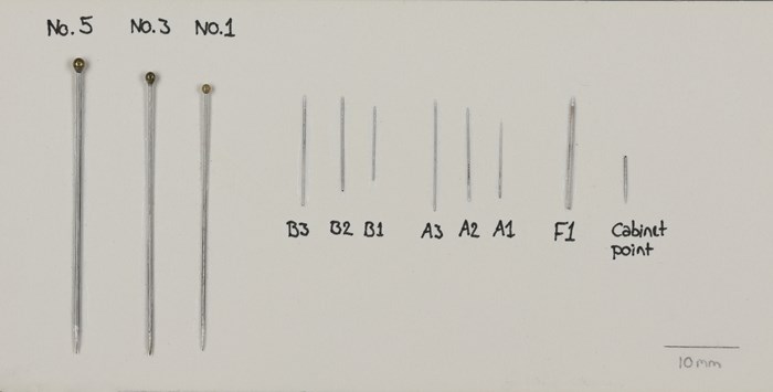A series of different sized dry-preservation pins