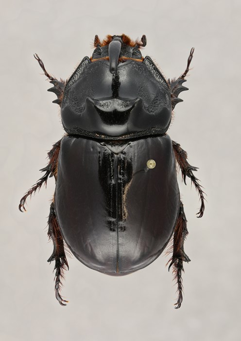 Top view of the pin placement of a European Rhinoceros beetle