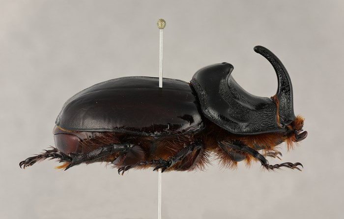 Side view of the pin placement of a European Rhinoceros beetle