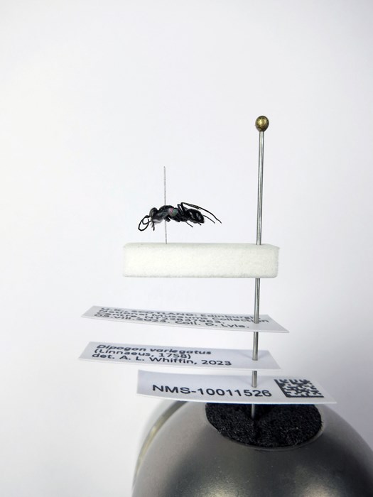 Side view of the micro-pinning of a small fly with several labels attached