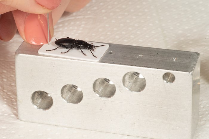A small beetle being mounted onto card