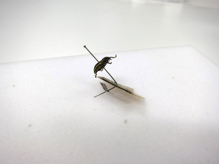A small beetle specimen on a damaged bent pin.