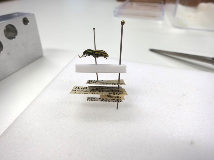 A restaged beetle specimen preserved with a new pin