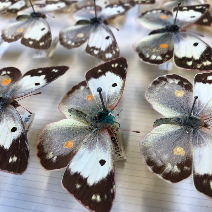 Several pinned butterfly specimens, with one central specimen covered in Verdigris