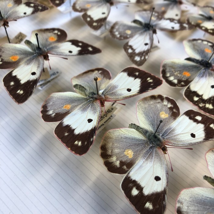 Group of pinned butterfly specimens after the removal of Verdigris