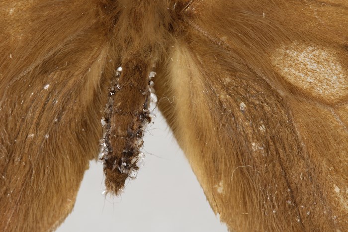 Naphthalene crystals on the abdomen of a moth specimen