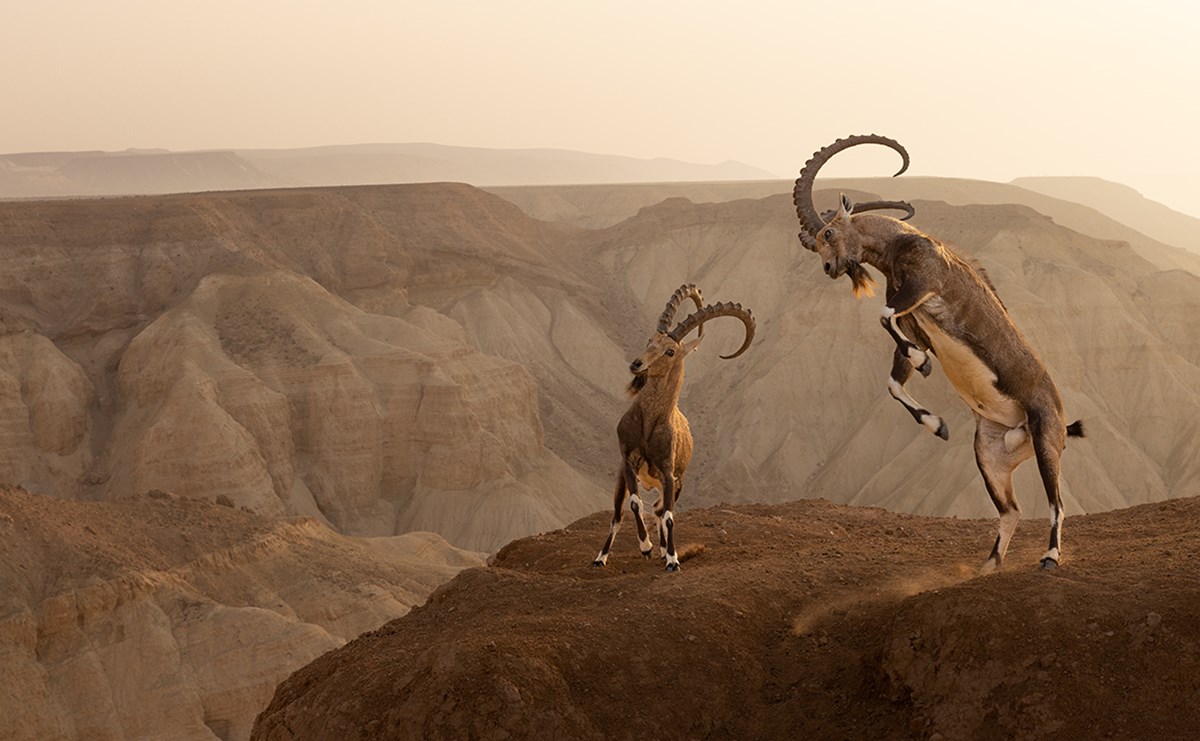 Two Nubien ibex jumping on top of a rocky mountain.